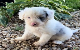 Mini Aussiedoodle dogs for sale: Bean - Image 3