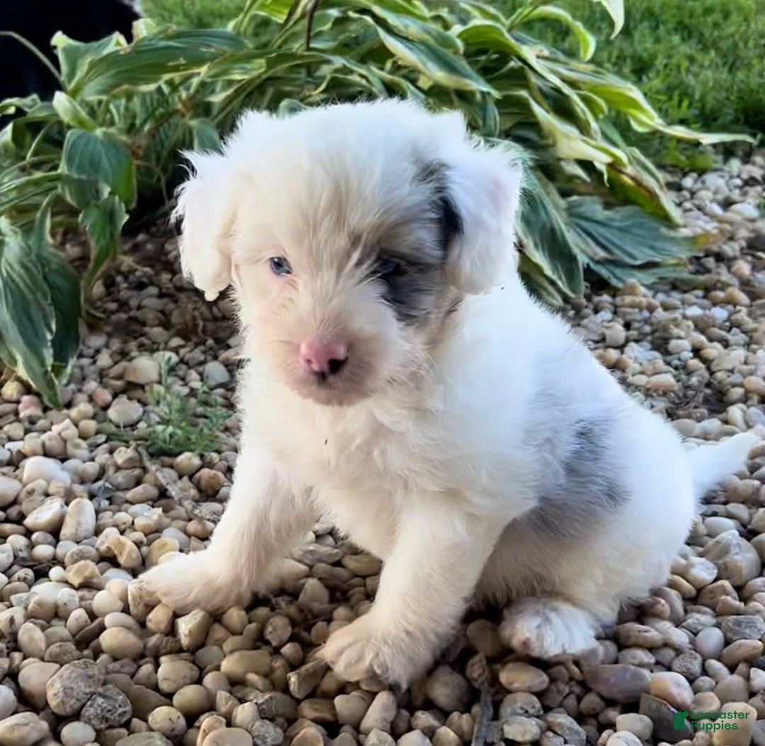 Mini Aussiedoodle dogs for sale: Bean - Image 3