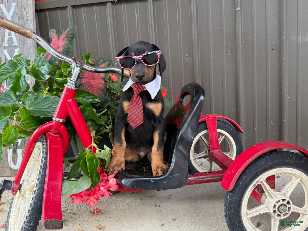 Doberman Pinscher dogs for sale: Micheal - Image 6