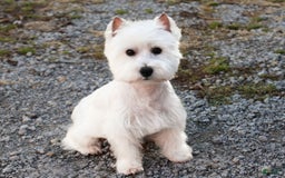 West Highland Terrier dogs for sale: Cordelia - Image 6