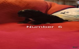 Standard Poodle dogs for sale: Angus - Image 2