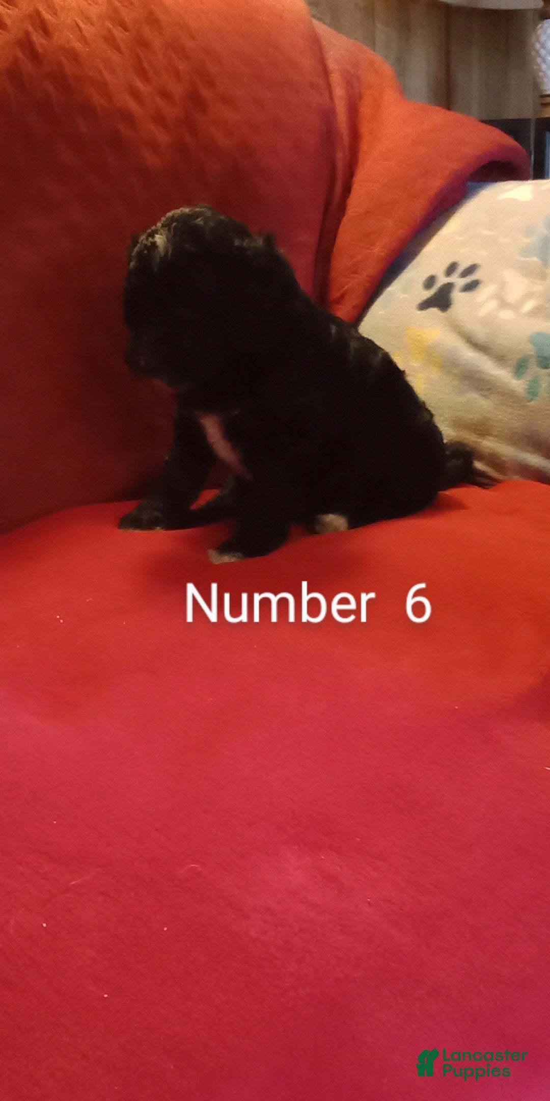 Standard Poodle dogs for sale: Angus - Image 2