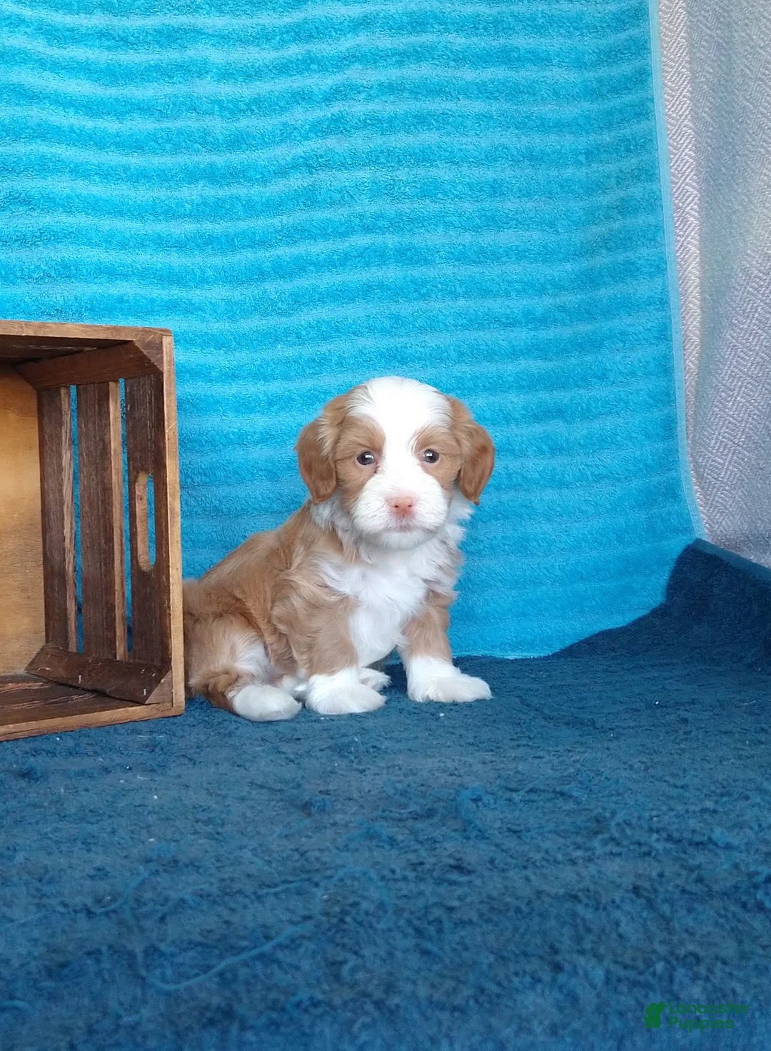 Havanese dogs for sale: Lucky - Image 1