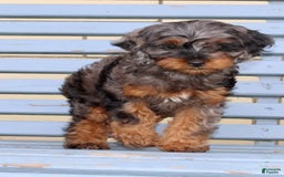 Cockapoo dogs for sale: Star - Image 6