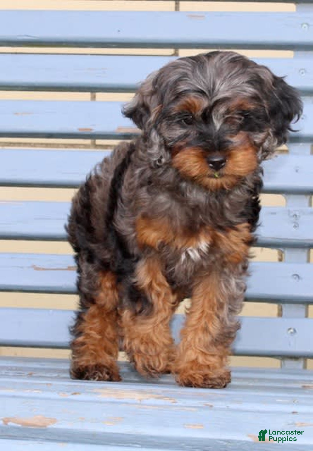 Cockapoo dogs for sale: Star - Image 6