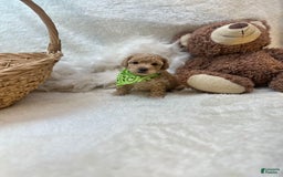 Bichpoo dogs for sale: Cashton - Image 10