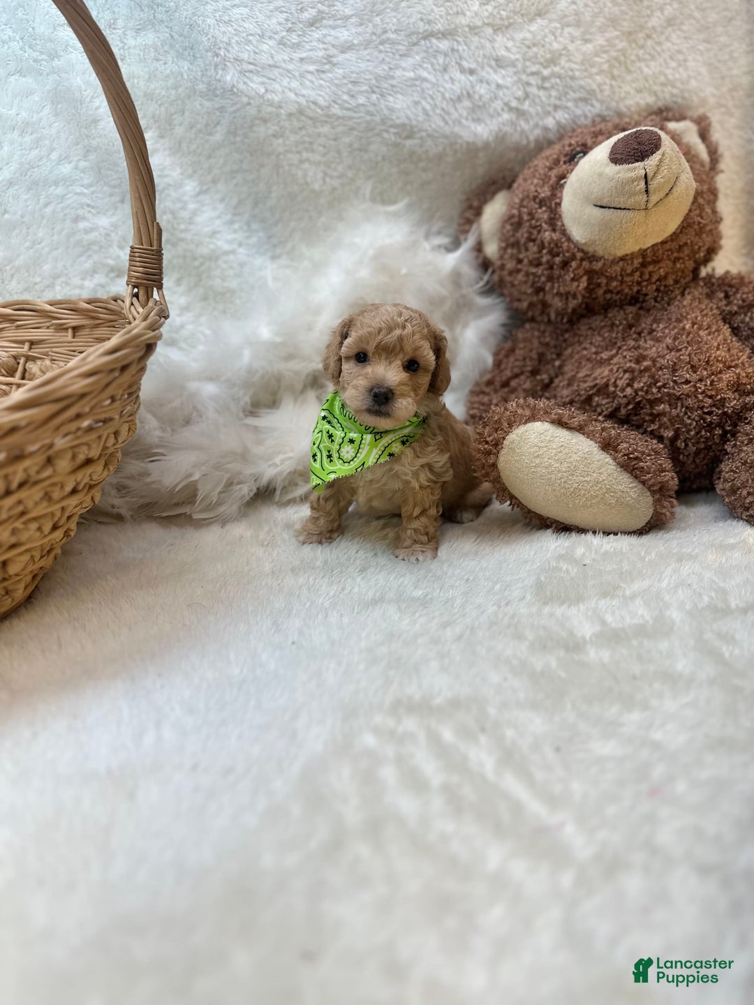 Bichpoo dogs for sale: Cashton - Image 10