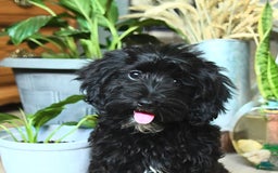 Havapoo dogs for sale: House Raised Billy - Image 13