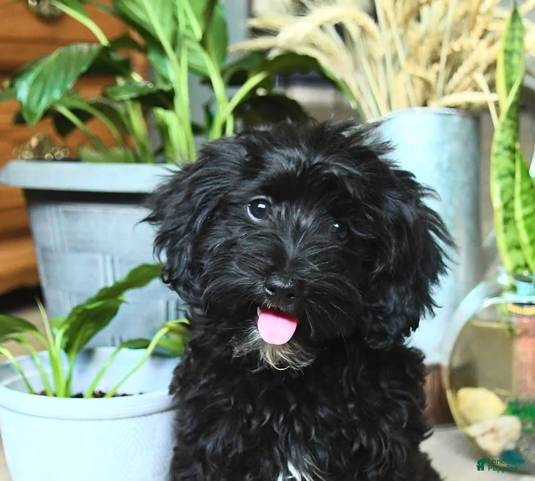 Havapoo dogs for sale: House Raised Billy - Image 13