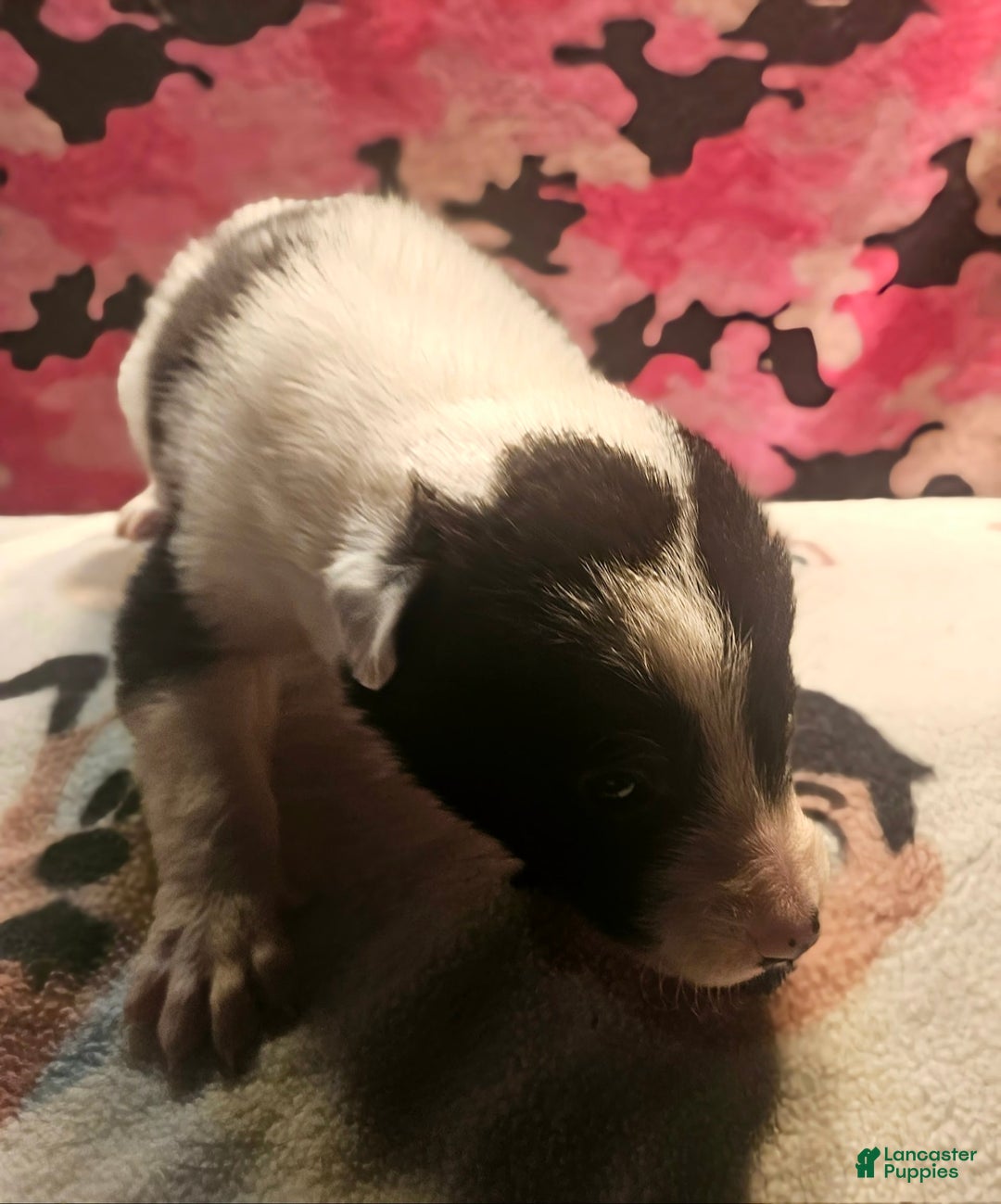 Border Collie dogs for sale: Fasti - Image 5
