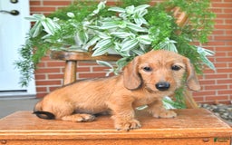 Miniature Dachshund dogs for sale: Tyler - Image 3