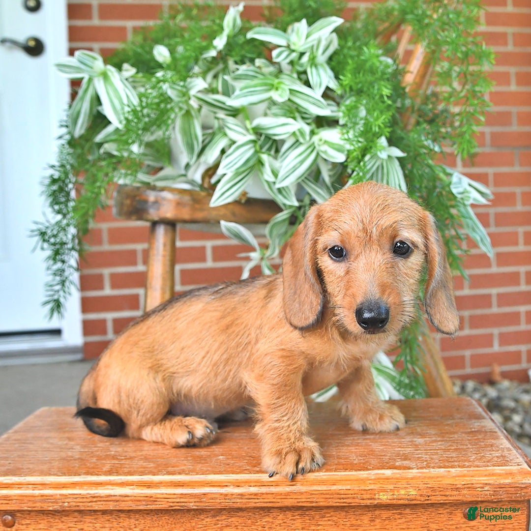 Miniature Dachshund dogs for sale: Tyler - Image 3