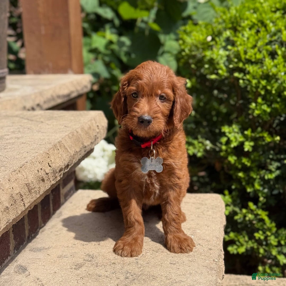 Goldendoodle dogs for sale: Charlie - Image 6