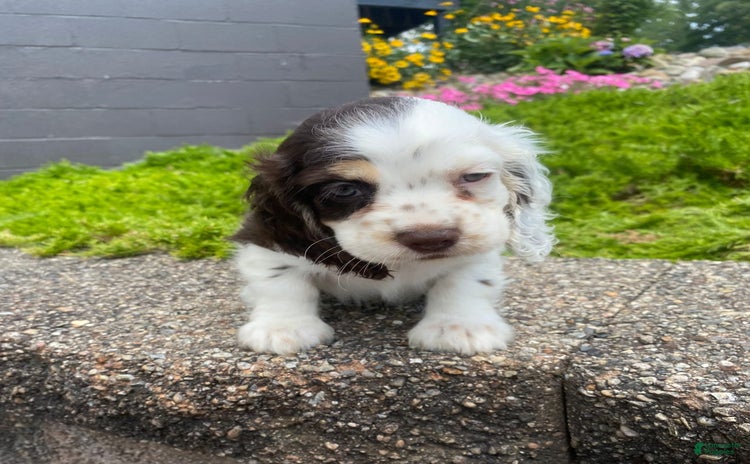Cocker Spaniel dogs for sale - Ad 1