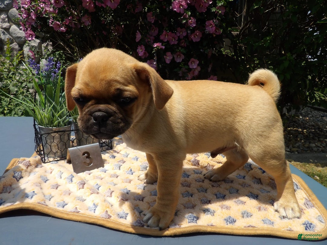 Pug dogs for sale: Blue - Image 3