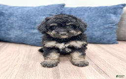 Mini Goldendoodle dogs for sale: Manny - Image 1