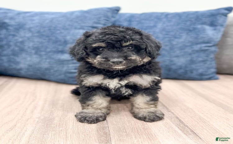 Mini Goldendoodle dogs for sale - Ad 3