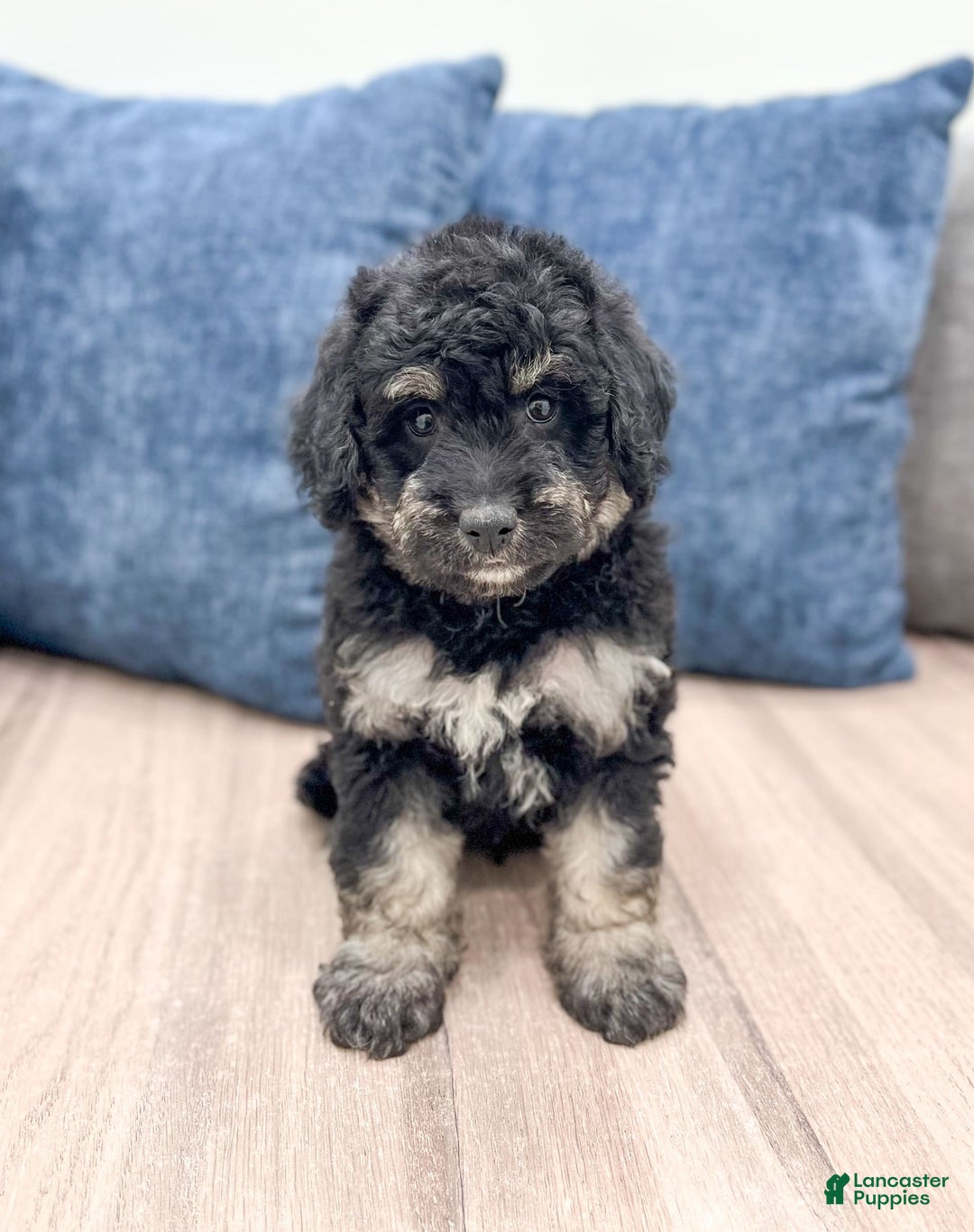 Mini Goldendoodle dogs for sale: Manny - Image 1