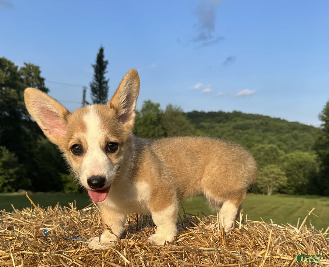 Welsh Corgi Pembroke dogs for sale: Molly - Image 19