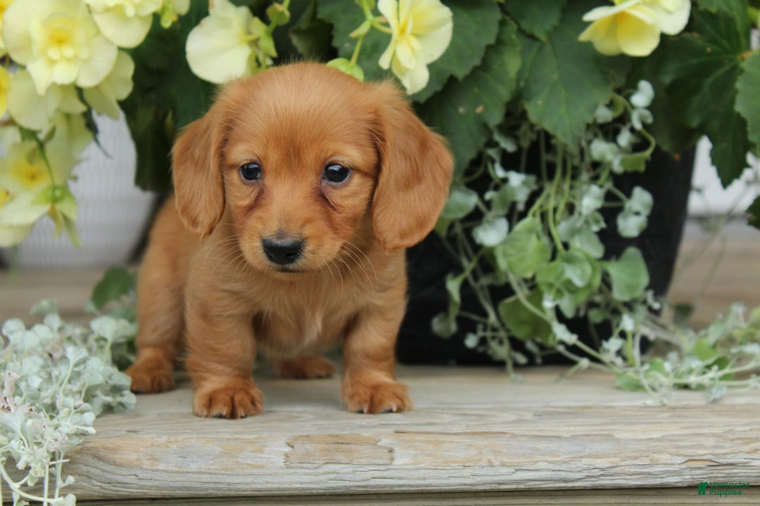 Miniature Dachshund dogs for sale: Miniature Dachshund 4 puppies - Image 8