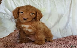 Mini Goldendoodle dogs for sale: Darla - Image 3