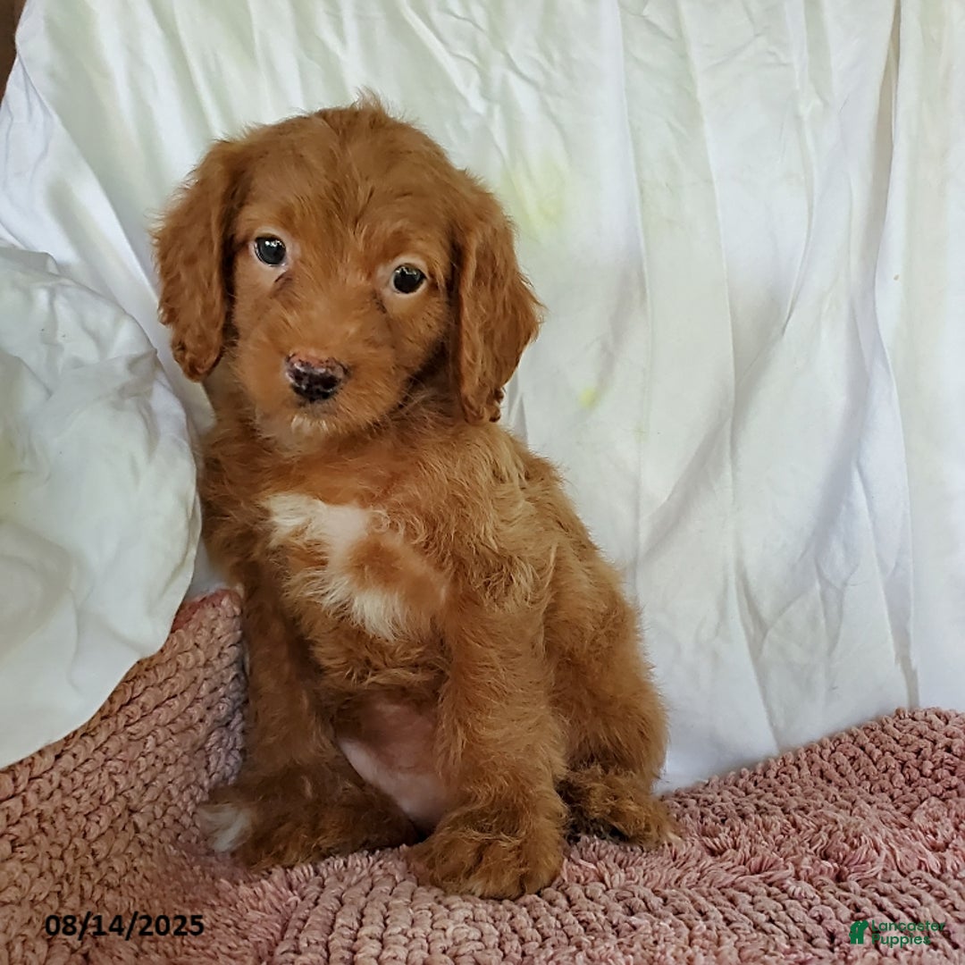 Mini Goldendoodle dogs for sale: Darla - Image 3