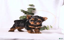 Yorkshire Terrier dogs for sale: Zade - Image 9