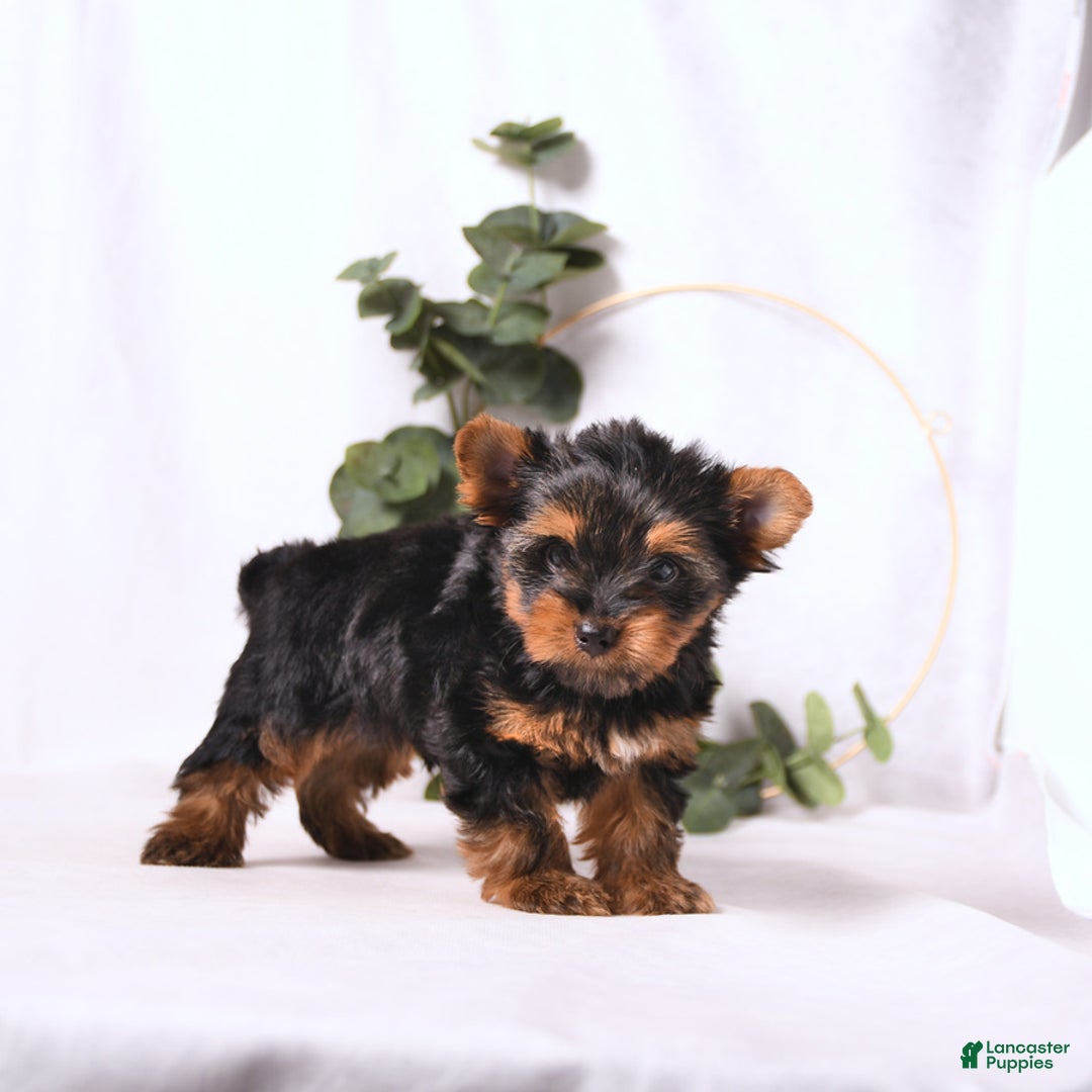 Yorkshire Terrier dogs for sale: Zade - Image 9