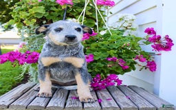Australian Cattle Dog dogs for sale: Barbie - Image 1