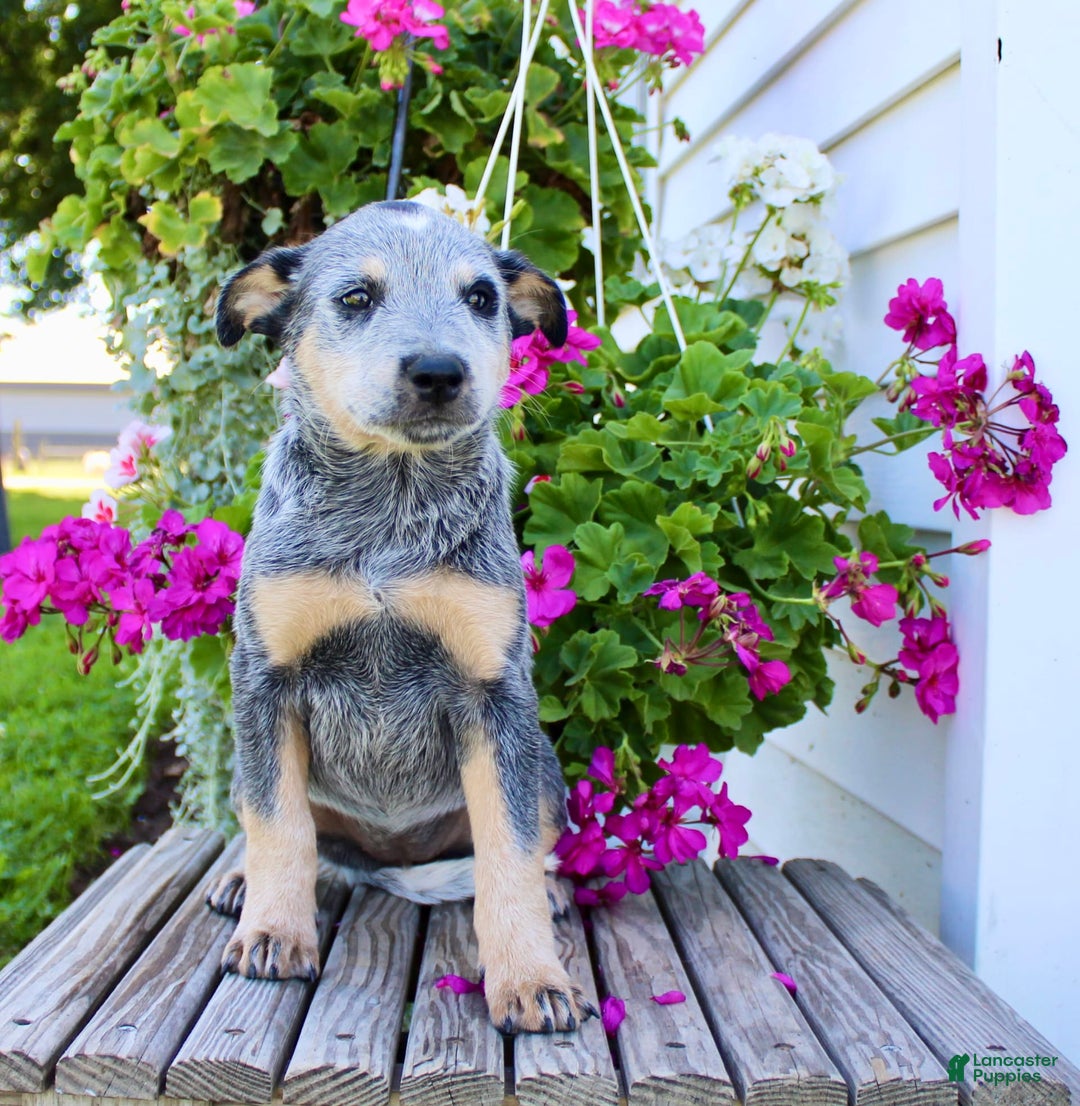 Australian Cattle Dog dogs for sale: Barbie - Image 1