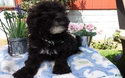 Aussiedoodle dogs for sale: Smitty - Image 2