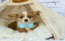 Welsh Corgi Pembroke dogs for sale: Griffin - Image 11