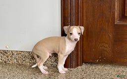 Italian Greyhound dogs for sale: Jj - Image 4