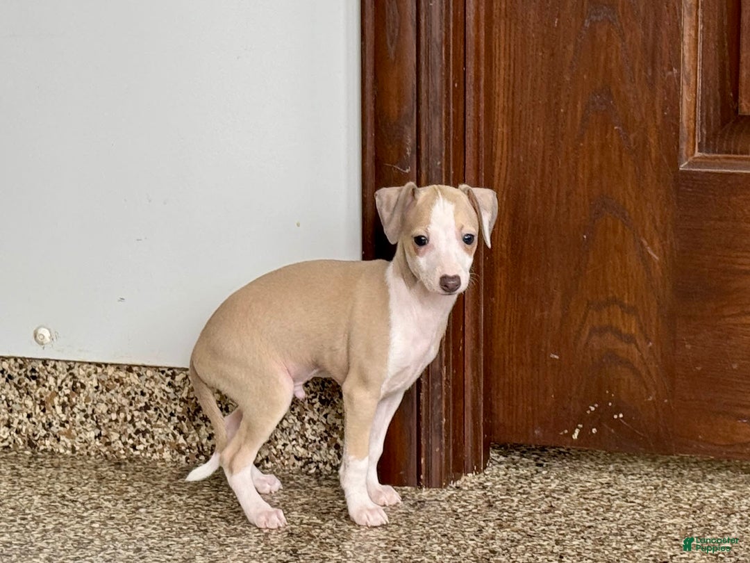 Italian Greyhound dogs for sale: Jj - Image 4