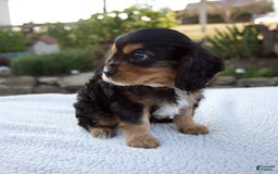 Cavalier King Charles Spaniel dogs for sale: Cooper - Image 8