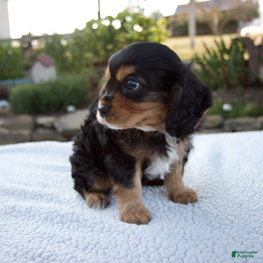 Cavalier King Charles Spaniel dogs for sale: Cooper - Image 8