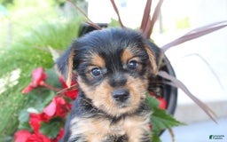 Yorkshire Terrier dogs for sale: Tucker - Image 2