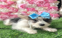 Yorkshire Terrier dogs for sale: Patrick Starr - Image 49