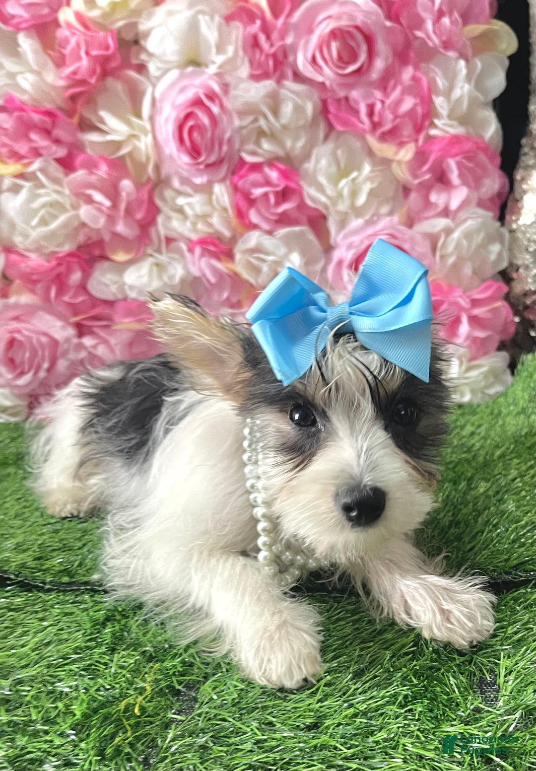 Yorkshire Terrier dogs for sale: Patrick Starr - Image 49