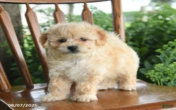 Havanese dogs for sale: Brielle - Image 4