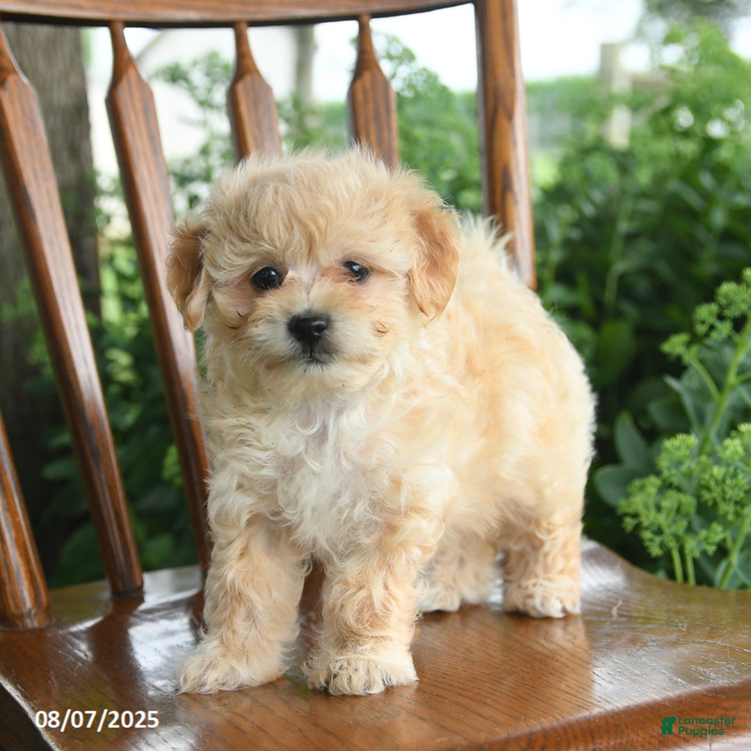 Havanese dogs for sale: Brielle - Image 4