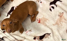 Dachshund dogs for sale: Tiny - Image 4