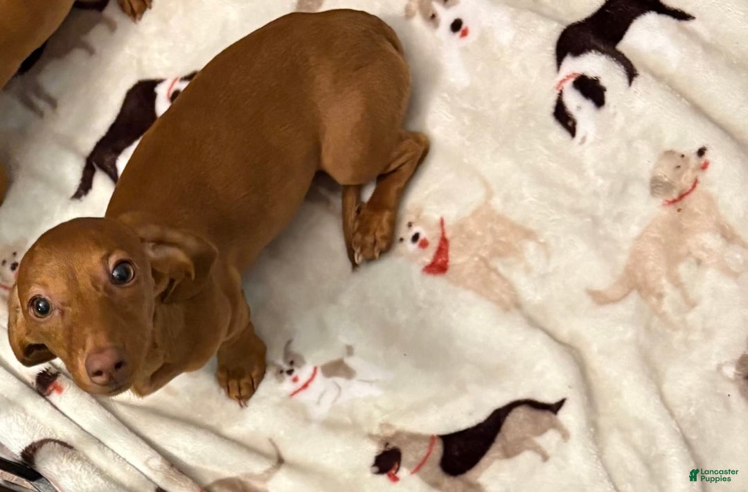 Dachshund dogs for sale: Tiny - Image 4