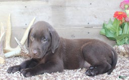 Labrador Retriever dogs for sale: Remington - Image 5