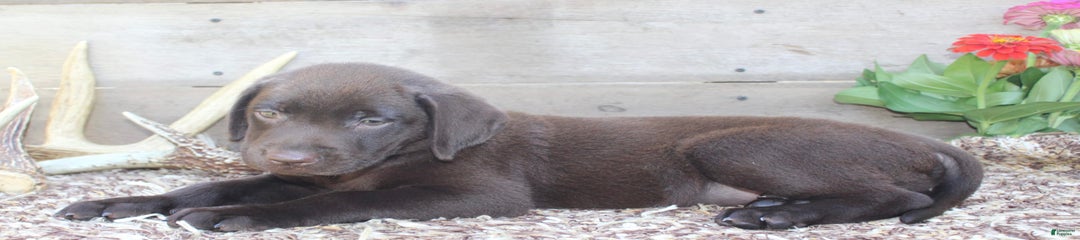 Remington