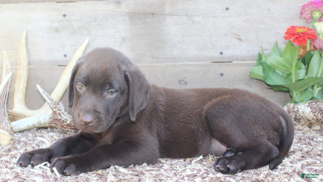 Labrador Retriever dogs for sale: Remington - Image 5