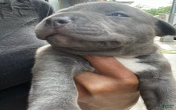 American Staffordshire Terrier dogs for sale: Smoke - Image 3