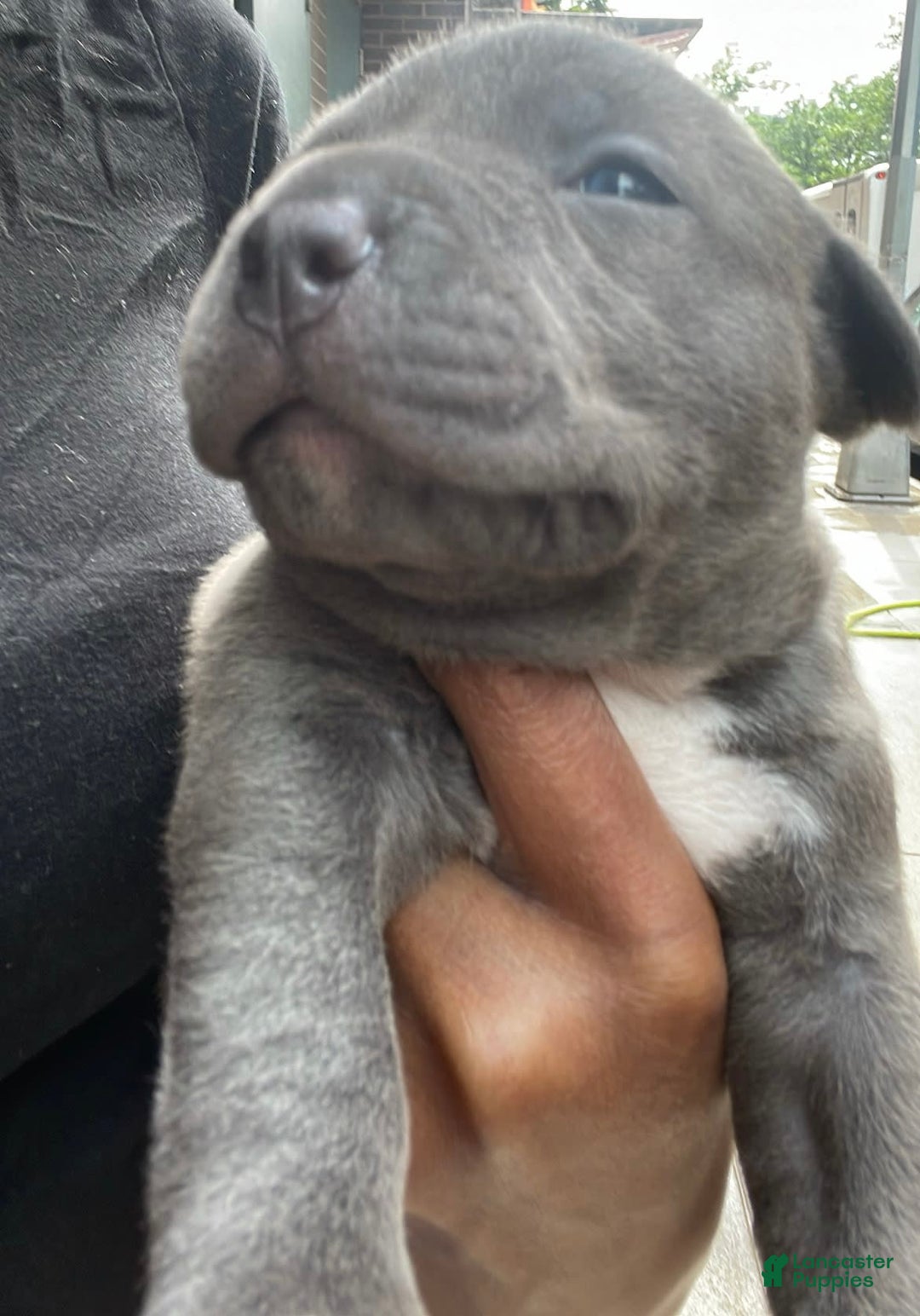 American Staffordshire Terrier dogs for sale: Smoke - Image 3