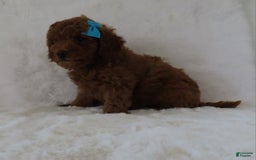  dogs for sale: Mini Goldendoodle 7 puppies - Image 17