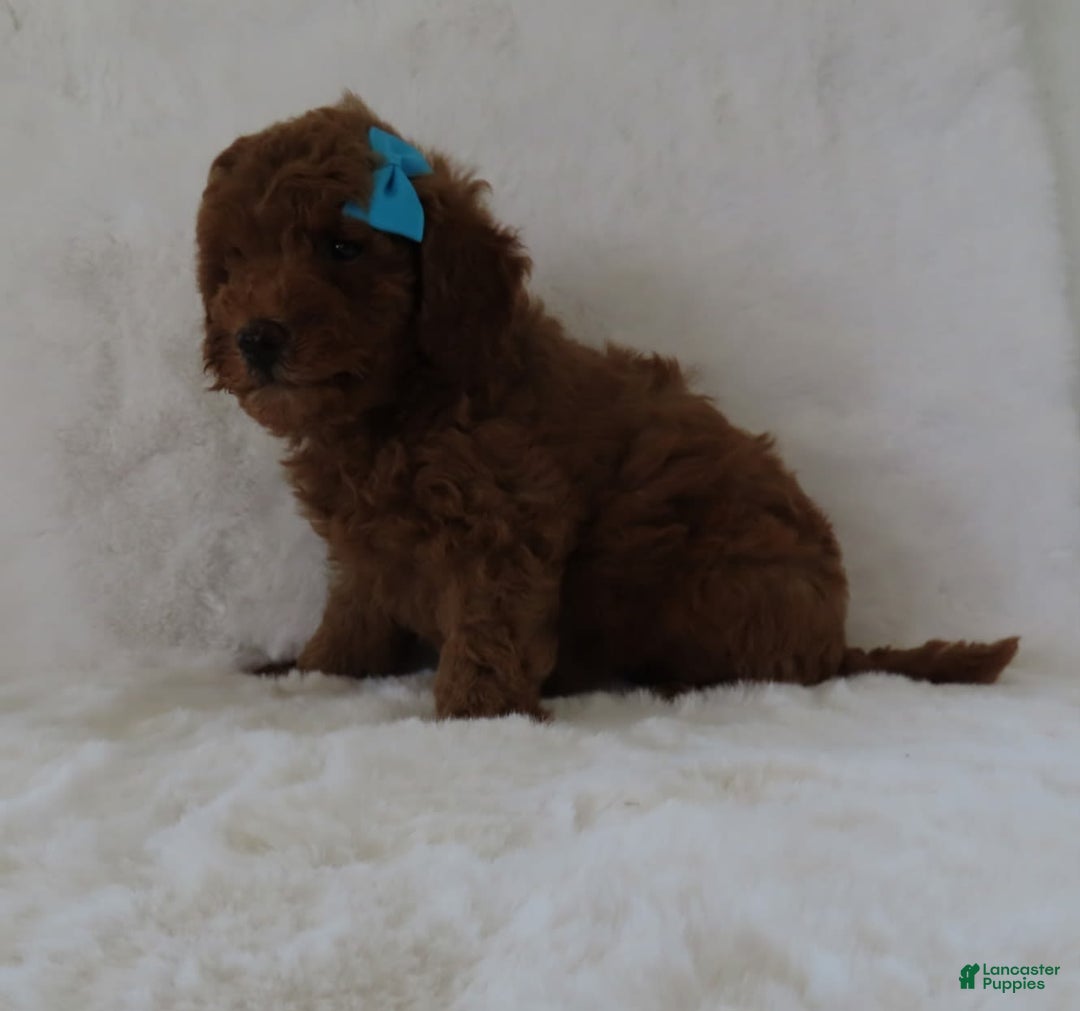  dogs for sale: Mini Goldendoodle 7 puppies - Image 17